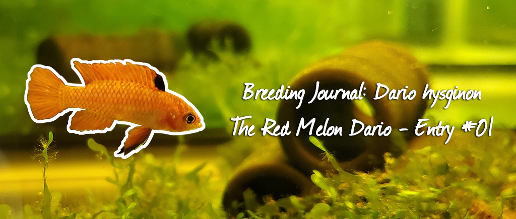 Red Melon Dario: Breeding Journal