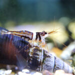 Photo of a Harlequin Shrimp