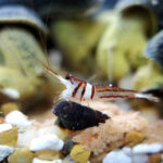 Another photo of a Harlequin Shrimp